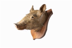 Image description is not available for 2007.3.1